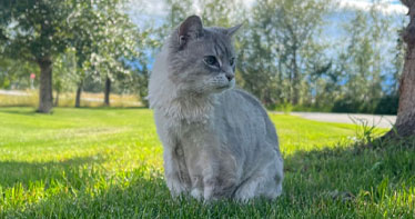Feline-Senior-Care1