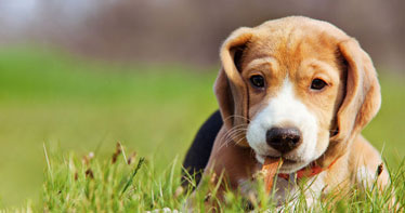Puppy-Kitten-Care_1