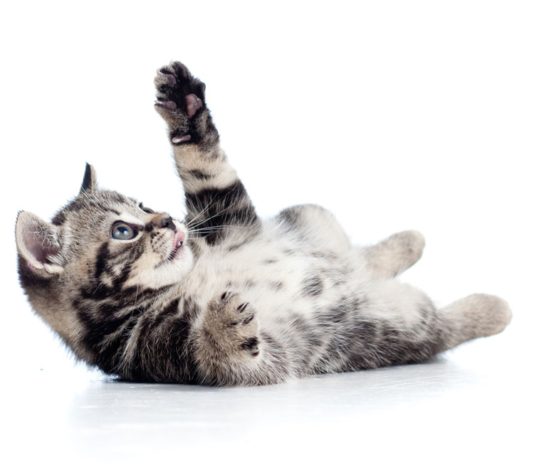sec4_bg little Scottish black kitten lying on floor