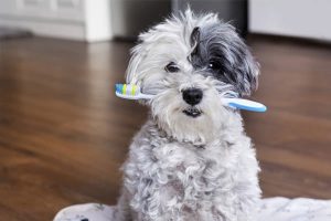 white poodle dog with a toothbrush in the mouth