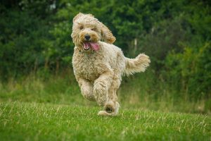 Dog running on green grass