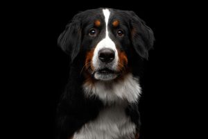 Close-up portrait of Bernese Mountain Dog Curious looking in camera on isolated black background