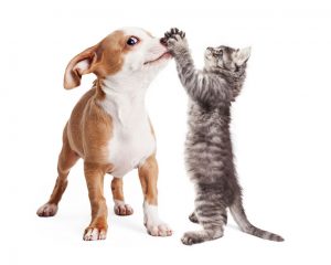 Funny photo of playful puppy with kitten batting at his nose - Image