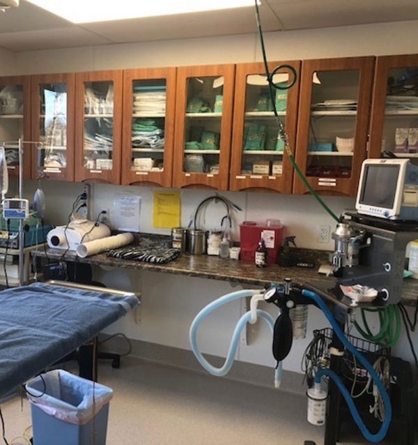 Surgery Vet In Palmer Palmer Veterinary Clinic