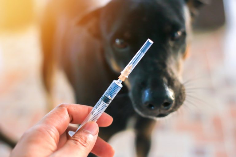 Should Your Dog Receive a Leptospirosis Vaccine? Vet In Palmer