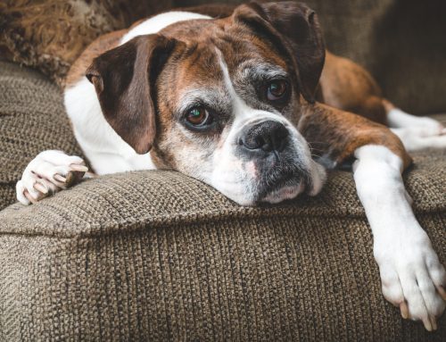 Assisted Living—Caring For Senior Pets