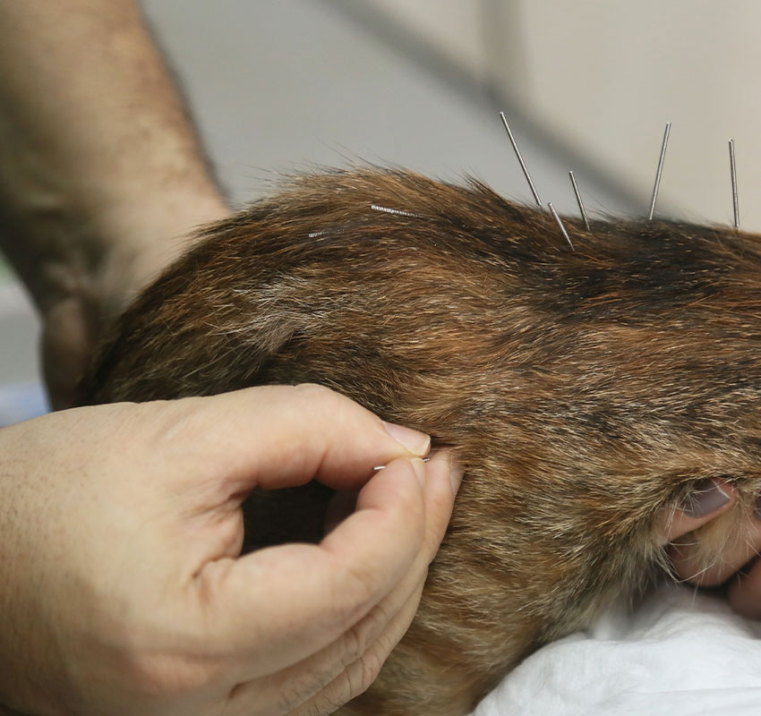 Acupuncture Vet In Palmer Palmer Veterinary Clinic