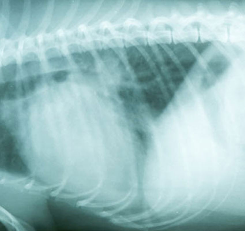 Diagnostics Vet In Palmer Palmer Veterinary Clinic