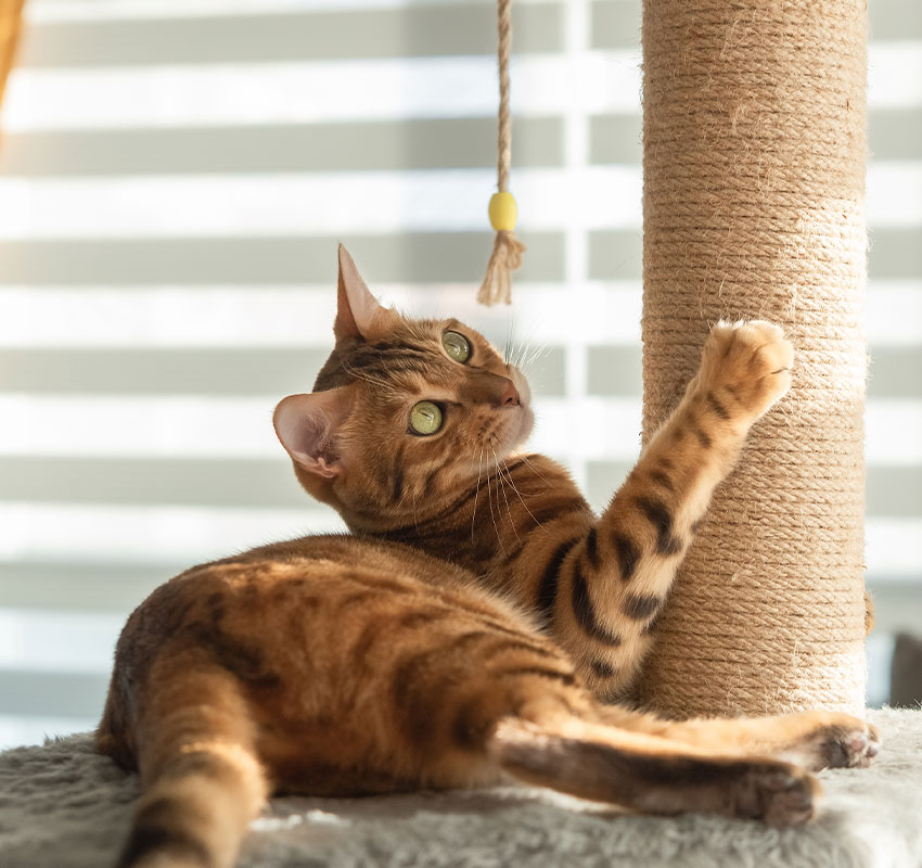 PRP Therapy Vet In Palmer Palmer Veterinary Clinic