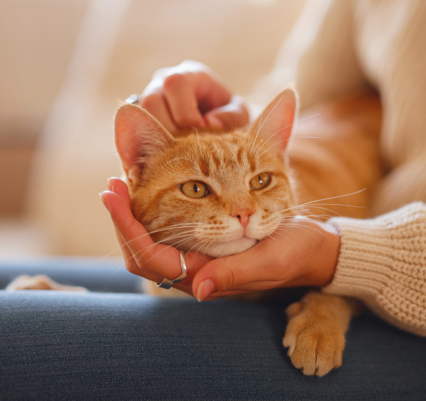 Urgent Care Vet In Palmer Palmer Veterinary Clinic